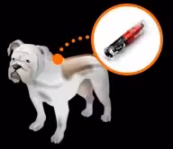 RFID-чип для отслеживания животных, инъекционный микрочип для животных, микрочип для домашних животных